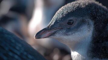 Close-Up Observation of a Young Penguin in a Natural Habitat with Soft Lighting and Textured Background photo