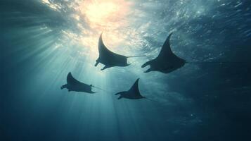 Ethereal Dance of Manta Rays Gliding Gracefully Through Sunlit Ocean Waters in a Serene Underwater Landscape photo