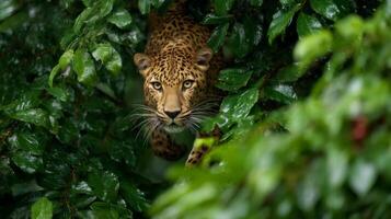 Majestic leopard prowling through lush green foliage, showcasing its striking spots and stealthy demeanor in the wilderness photo