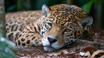 Close-up of a Resting Jaguar in Lush Tropical Habitat with Vibrant Green Foliage Surrounding the Majestic Big Cat photo