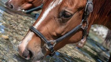 Close-Up of a Brown Horse Drinking Water from a Clear Stream in a Natural Environment on a Sunny Day photo