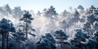 Frosty Winter Forest Landscape with Pine Trees and Mist in Early Morning Light, Nature Scene of Tranquility and Beauty photo