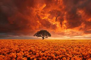 Stunning Sunset Over Golden Flower Field with Solitary Tree and Dramatic Cloudscape in the Sky photo