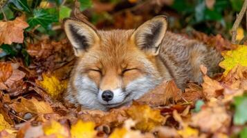 Relaxed Red Fox Nestled Among Colorful Autumn Leaves in the Forest photo