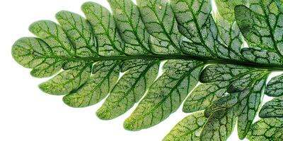 Intricate Green Leaf with Detailed Veins and Texture on White Background for Nature and Botany Concepts photo