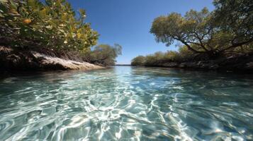 Tranquil freshwater river winds through lush mangroves under a clear blue sky, showcasing vibrant aquatic life and clear water. photo