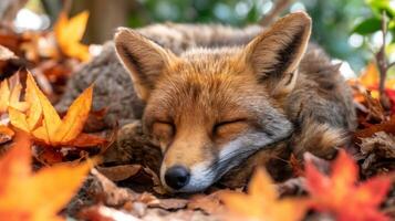 dormido zorro en otoño hojas rodeado por vibrante rojo y naranja follaje capturar tranquilidad en de la naturaleza esplendor foto