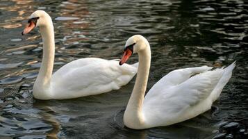 Graceful swans gliding serenely on a tranquil lake surface surrounded by rippling water reflections in soft natural light photo