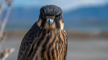 Close-up of a striking bird of prey with distinctive feathers and intense gaze against a blurred natural background photo