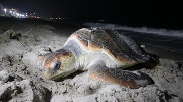 Sea turtle resting on sandy beach at night with ocean waves and distant lights in the background creating a serene atmosphere photo