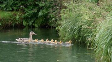 Mother duck leading her ducklings across calm water surrounded by lush green grass in a serene natural environment photo