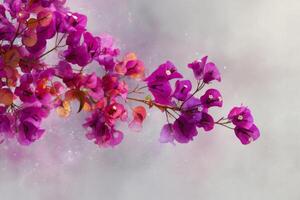 Vibrant Bougainvillea Blossoms Against a Soft Gray Background Creating a Serene Floral Aesthetic for Design and Decor photo