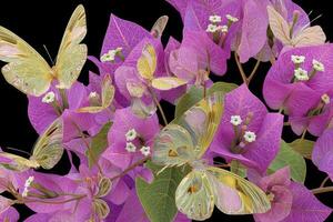 Vibrant Butterflies on Bougainvillea Flowers Fluttering in Colorful Harmony Against a Black Background photo
