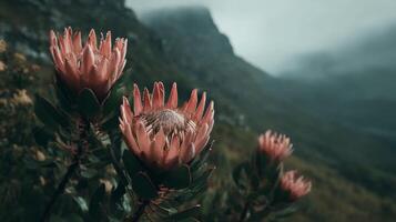 Close-Up of Beautiful Pink Flowers in Misty Mountain Landscape with Soft Light and Moody Atmosphere photo