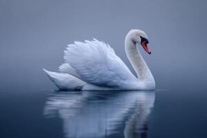Elegant swan gliding on mirror-like water with misty background, showcasing beauty and tranquility in nature photo