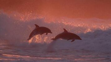 Two Playful Dolphins Jumping in Vibrant Sunset Over Ocean Waves Creating a Picturesque Scene photo