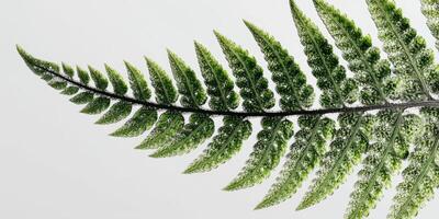Close-up View of a Green Fern Leaf Isolated on a Light Background Showcasing Intricate Leaf Structure and Natural Beauty photo