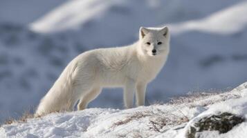 Majestic Arctic Fox Standing on Snowy Terrain with Beautiful Mountain Backdrop in Winter Season photo