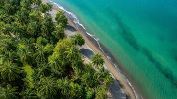 Aerial View of Tranquil Beach Surrounded by Lush Green Palm Trees and Clear Turquoise Water Under Bright Blue Sky photo