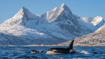 Orcas Swimming in Serene Waters with Majestic Snow-Capped Mountains in Background photo