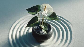 Serene Anthurium Plant in Minimalist Black Pot with Rippling Sand Background for Tranquil Home Decor photo
