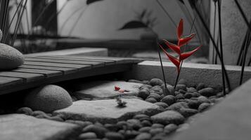 Red Flower in a Tranquil Zen Garden with Black and White Surroundings, Inviting Calmness and Serenity photo