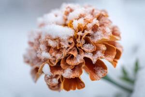 Marigold Flower Covered in Snow, Winter Scene with Frosted Petals and Delicate Snowflakes in a Soft Focus Background photo