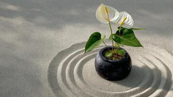 Peaceful Zen Garden with White Flowers and Sand Patterns in a Minimalist Setting for Relaxation and Meditation photo