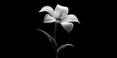 Elegant White Lily Bloom with Dark Background Showcasing Natural Beauty and Graceful Petal Structure photo
