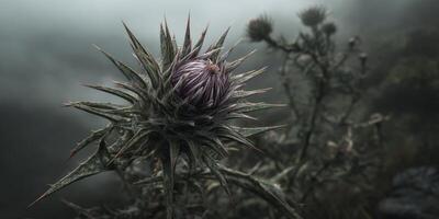 Close-Up of a Spiky Thistle Flower in a Misty Landscape with Mysterious Atmosphere and Soft Natural Light photo