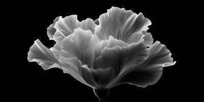 Ethereal Black and White Floral Design with Intricate Petal Structures and Soft Curves for Artistic Backgrounds photo