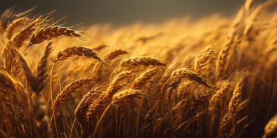Golden Wheat Field with Warm Sunlight Glowing on Grains in Nature's Beauty, Capturing Harvest Season's Essence and Tranquility photo
