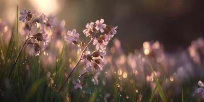 Delicate pink flowers glisten in morning dew with soft sunlight creating a magical atmosphere in lush greenery. photo