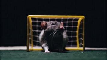 Soccer match in miniature a rat defending a toy goal in a playful indoor environment video