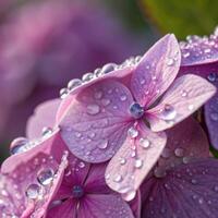 Hydrangea flower cluster with dew drops in a soft, vibrant background, macro photography photo