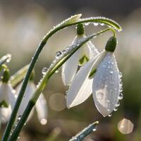 Snowdrop flowers with dew drops in a soft, serene background, macro photography photo