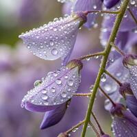 Wisteria flowers with dew drops in a soft, dreamy background, macro photography photo