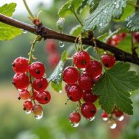 Fresh red currants with water droplets on a branch in a natural garden setting photo