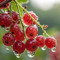 Fresh red currants with water droplets on branch against green background and copy space photo