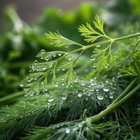 Fresh dill with water droplets displaying a natural feel on a green background photo