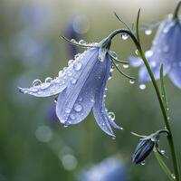 Bluebell flower with raindrops in a soft, tranquil nature background, macro photography photo