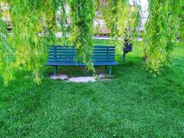 The image depicts a green painted wooden bench, situated in a lush green lawn. The bench is partially shaded by the long, drooping branches of a weeping willow tree. photo
