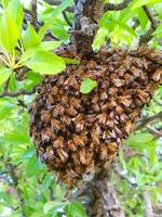 Large Group of Bees Concentrated on a Branch with Bright Leaves - Natural Swarm Phenomenon. Honeybees Massed on a Branch in Spring or Summer - Essential Pollinators. photo