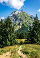 a trail in the mountains with trees and grass photo