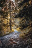a path in the woods with trees and leaves photo