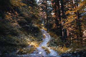 a path in the woods with trees and rocks photo