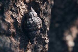 Close-Up View of a Spiral Seashell Resting on a Textured Rocky Surface in Natural Outdoor Environment photo