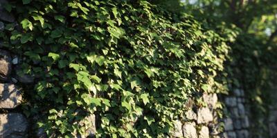 Lush Green Ivy Climbing Over Stone Wall in Soft Natural Light During Daytime in a Serene Outdoor Setting photo