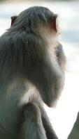 Beautiful, cute monkey in the wild. monkey sitting on the grass and eating green onions. Sunny day in the forest. Wild animal close-up. video