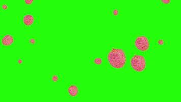 Pink Lychees 2d style fall down from top green screen effect video